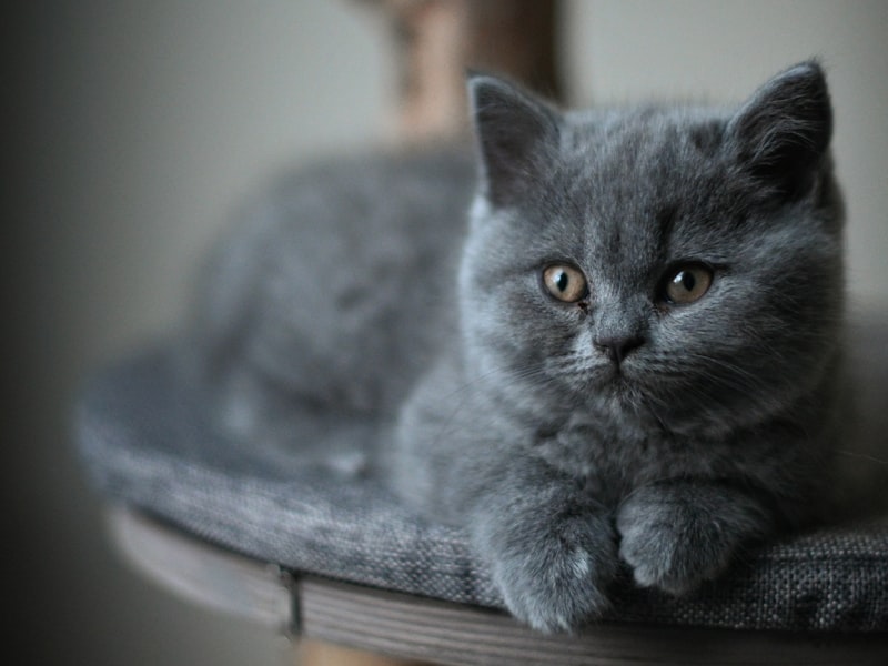 Clover the Tabby Cat