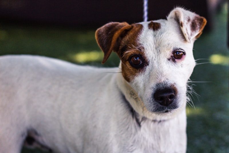 Maple the Hound Mix