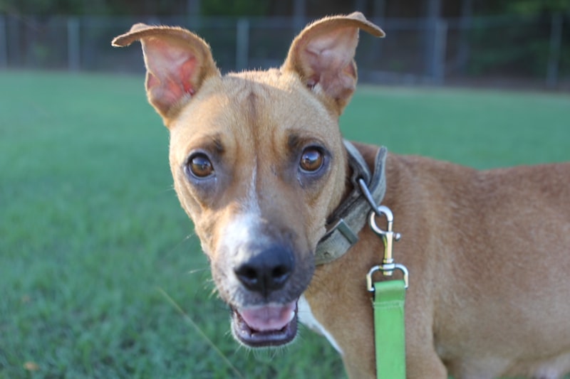 Sunny the Shepherd Mix