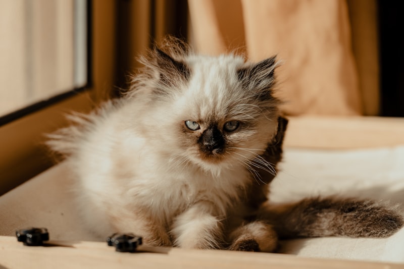 Mochi the Himalayan